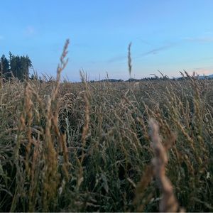 Meet your Posher, Anastasia